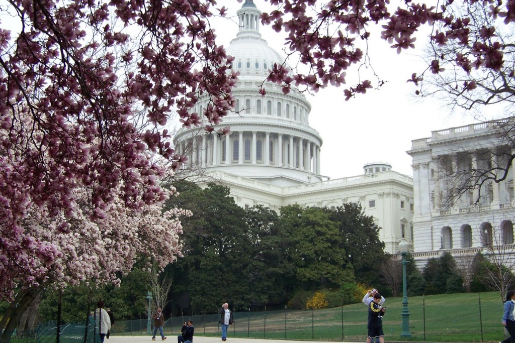 cherry-blossoms-dc-