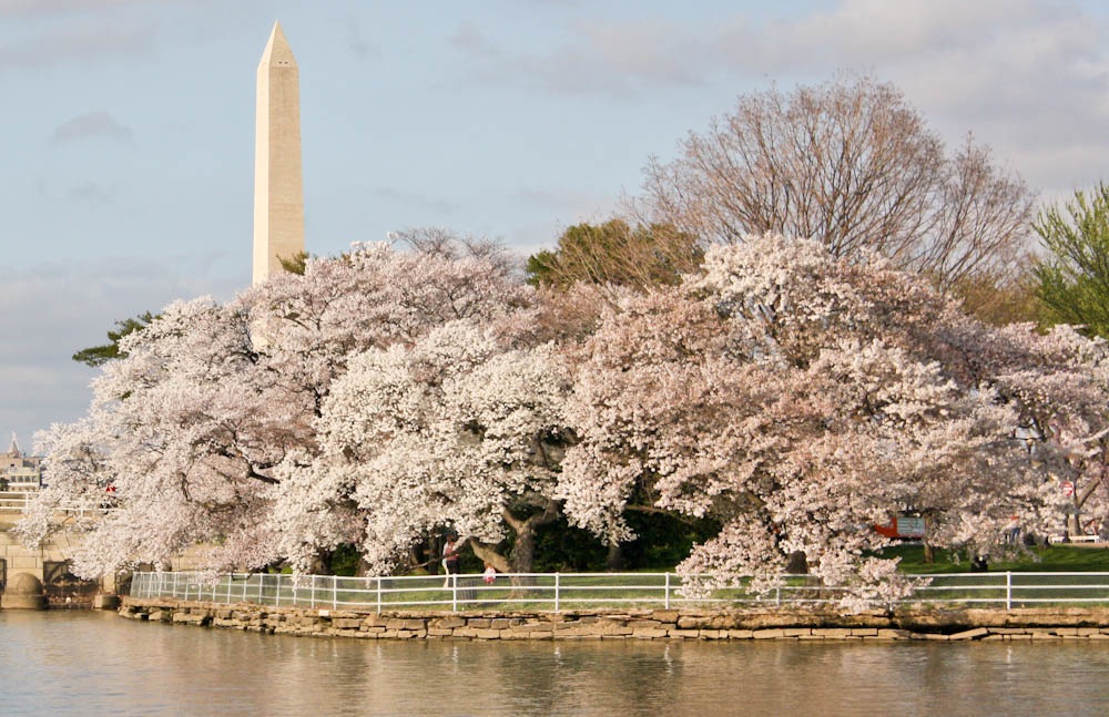 cherry-blossoms-dc-