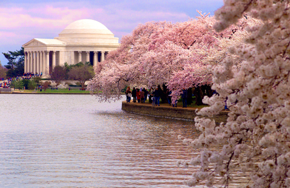 cherry-blossoms-dc-