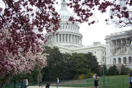 cherry-blossoms-dc